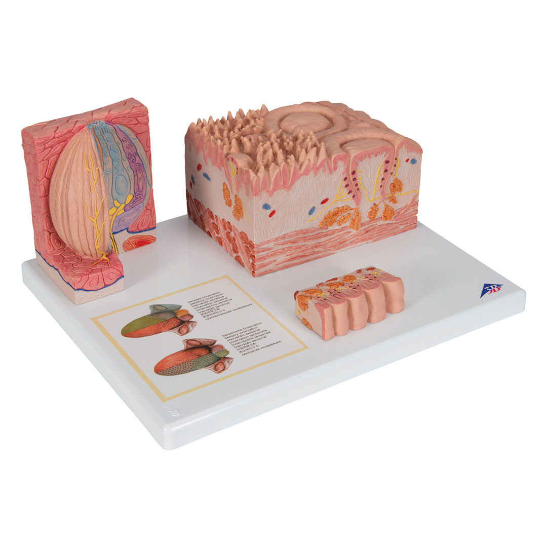 3B SCIENTIFIC MICROanatomy Zunge (D17) 3B SCIENTIFIC MICROanatomy Zunge (D17)
