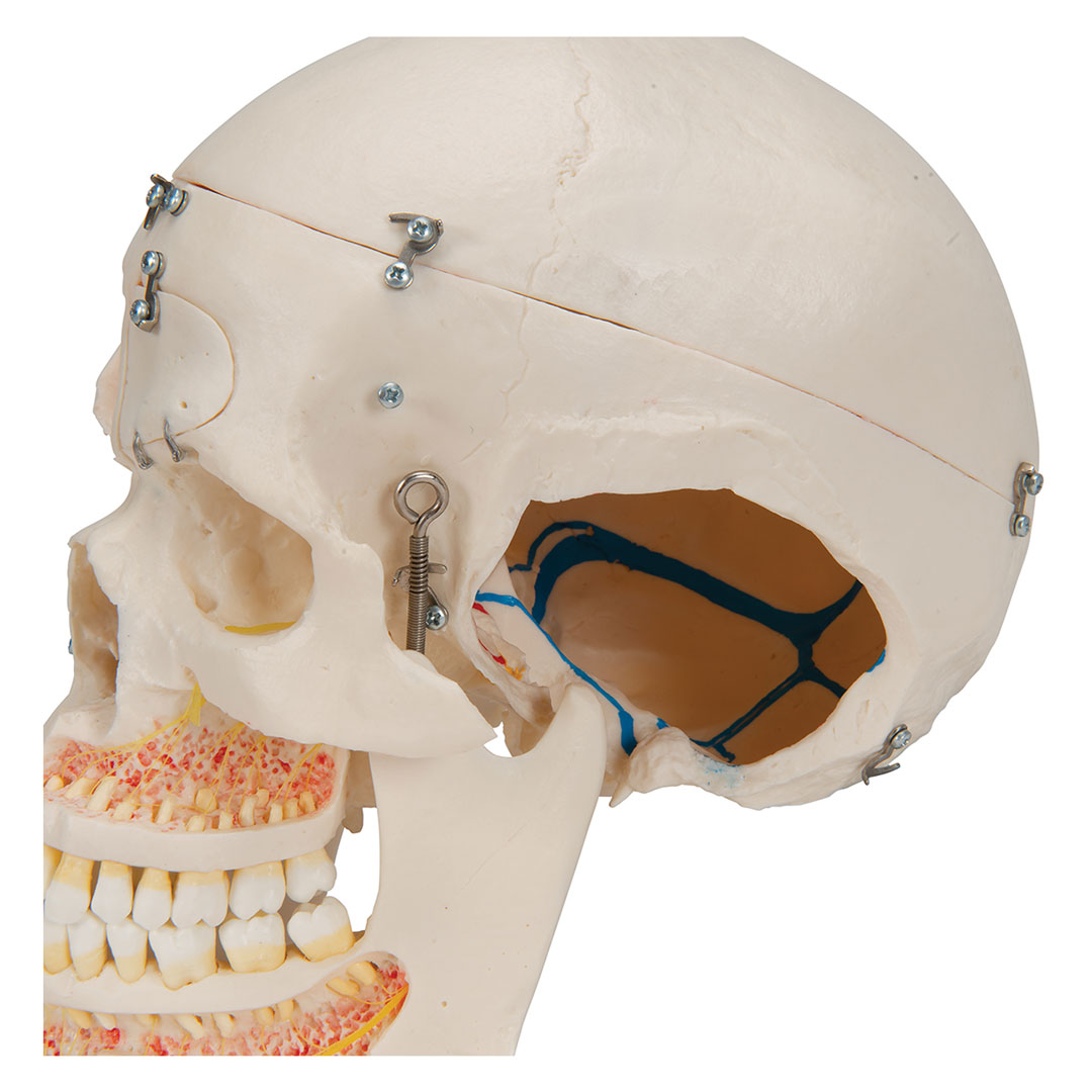 3B SCIENTIFIC Schädel, Demo, 10-teilig, Zähne herausn. (A27)