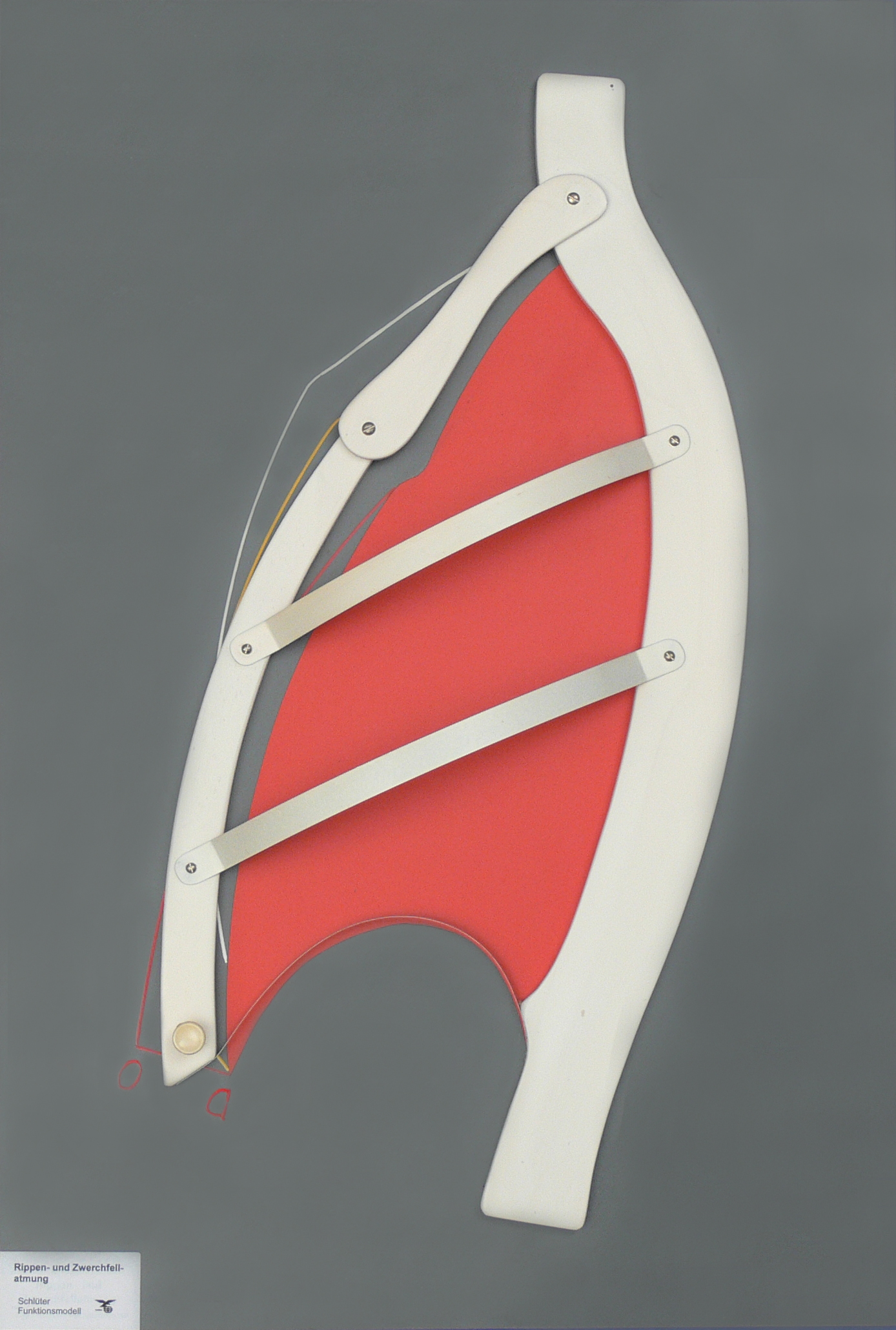 Rippen- und Zwerchfellatmung 30x50cm, Darstellung