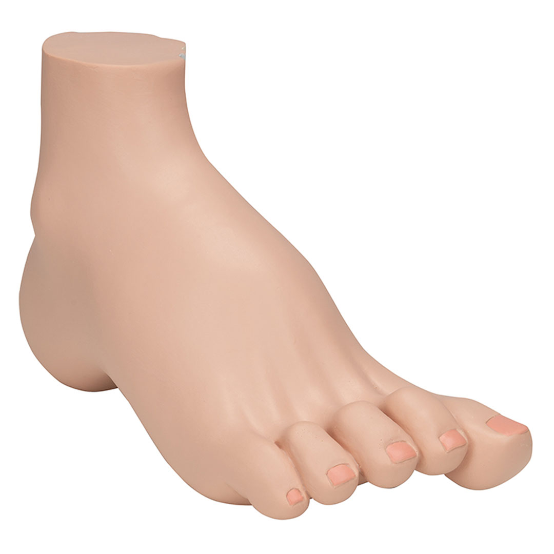 3B SCIENTIFIC Hohlfuss, natürl. Grösse (M32)