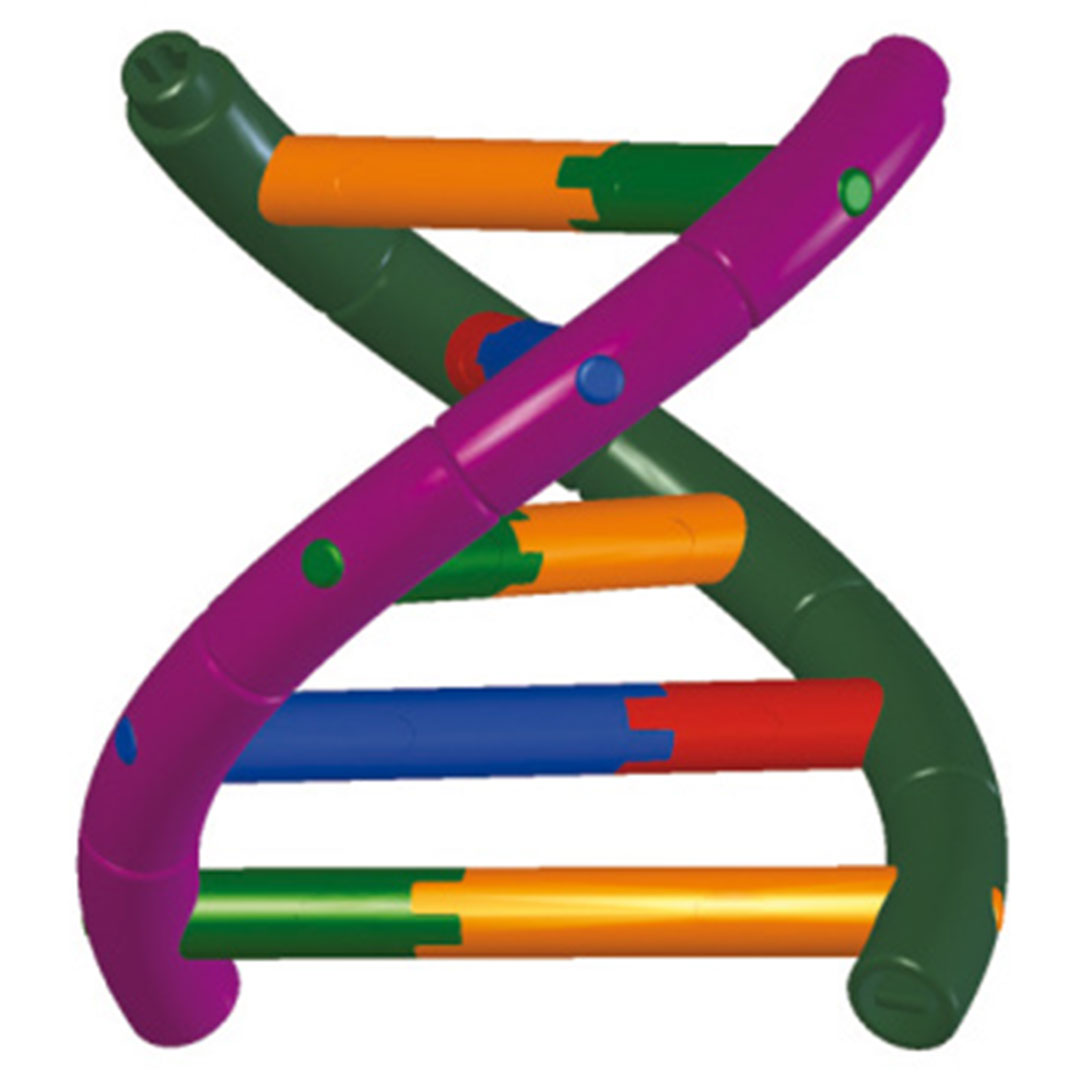 3B SCIENTIFIC DNA-Doppelhelixmodell (W19780)