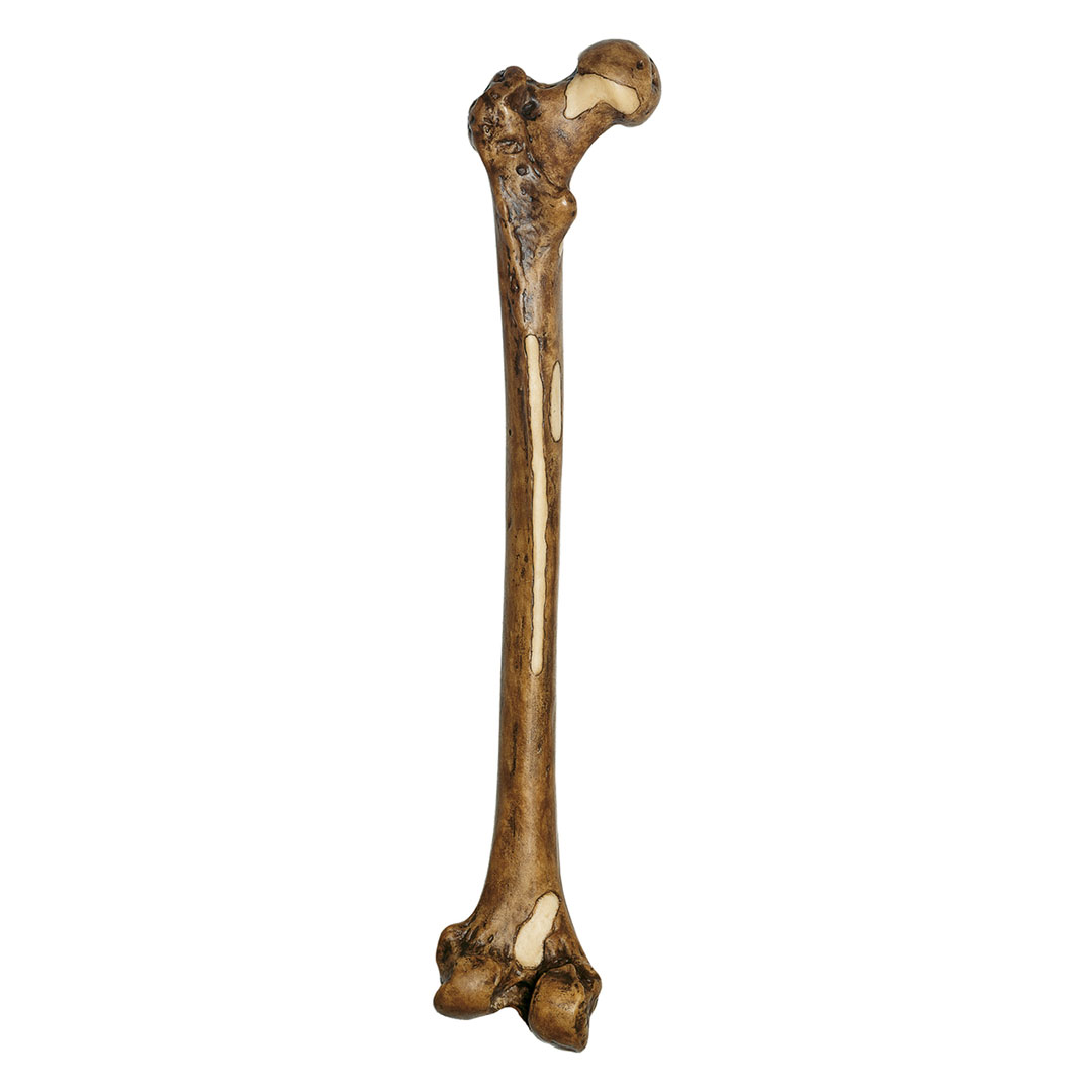 SOMSO® Oberschenkelrekonstruktion Homo Erectus (Trinil 3)