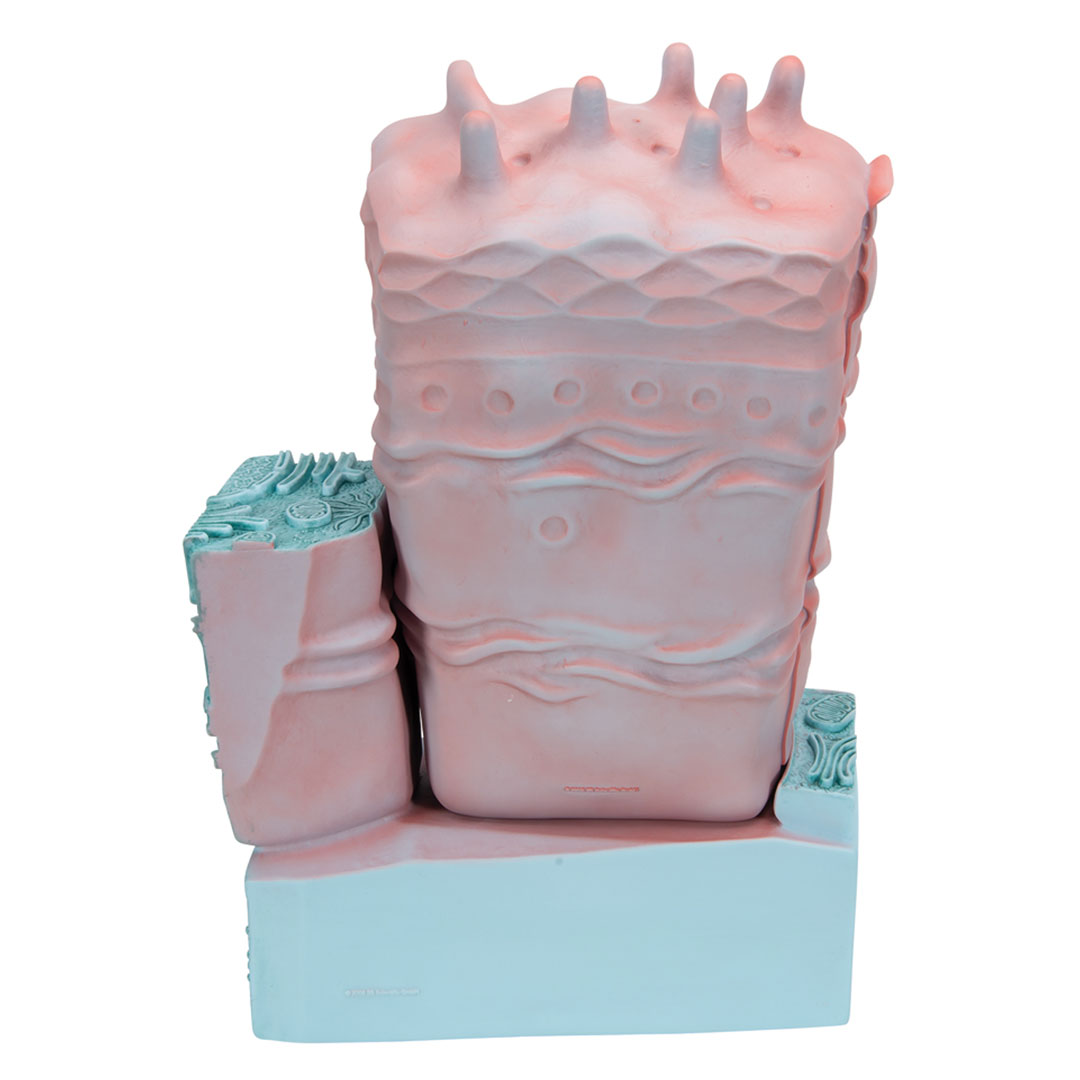 3B SCIENTIFIC Tierische Zelle, 2-teilig (R04)