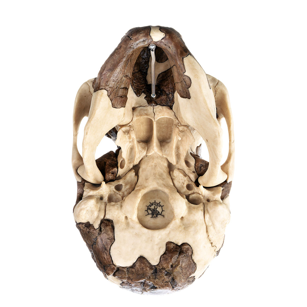 SOMSO® Schädelrekonstruktion von H. rudolfensis
