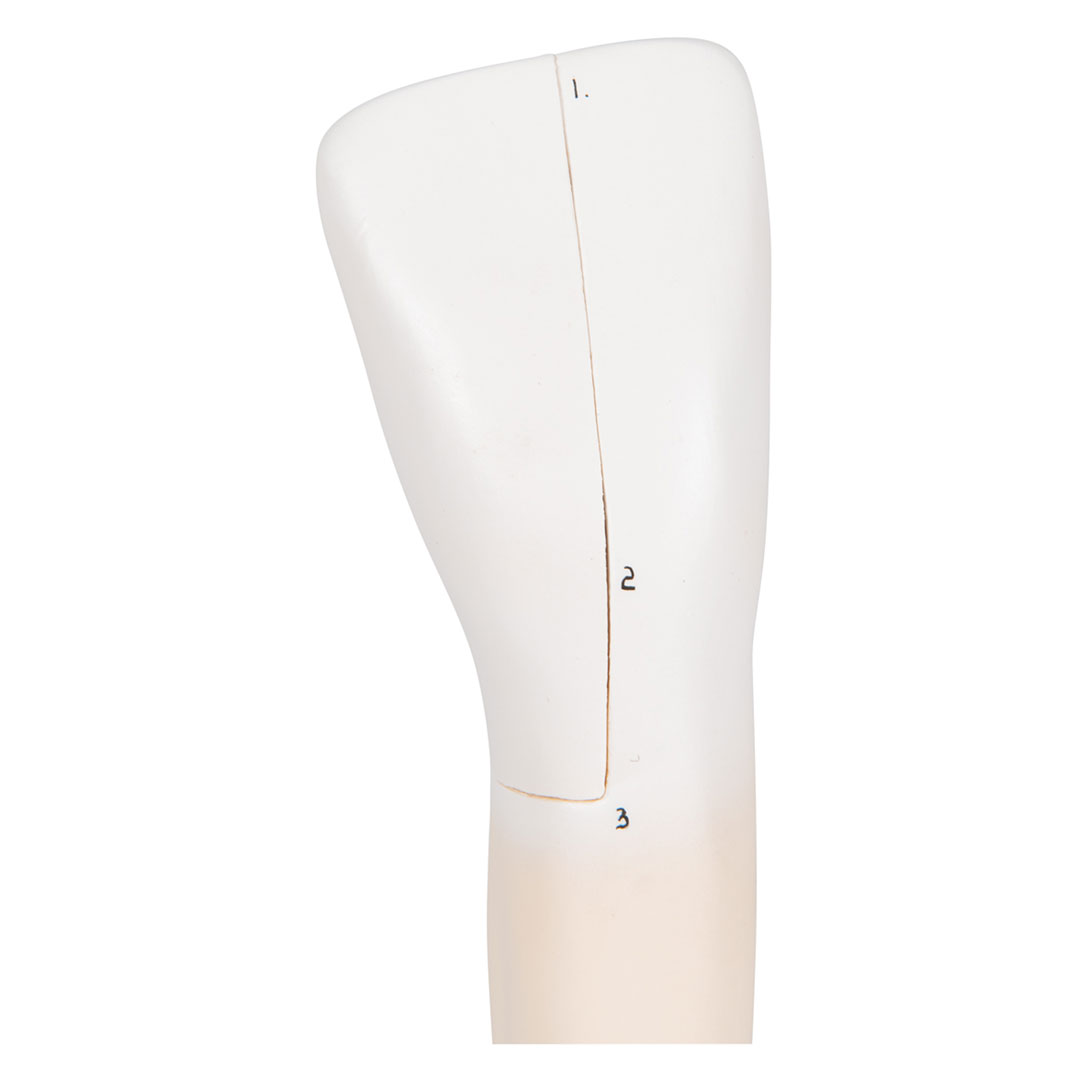 3B SCIENTIFIC Schneidezahn, unten (D10/1)