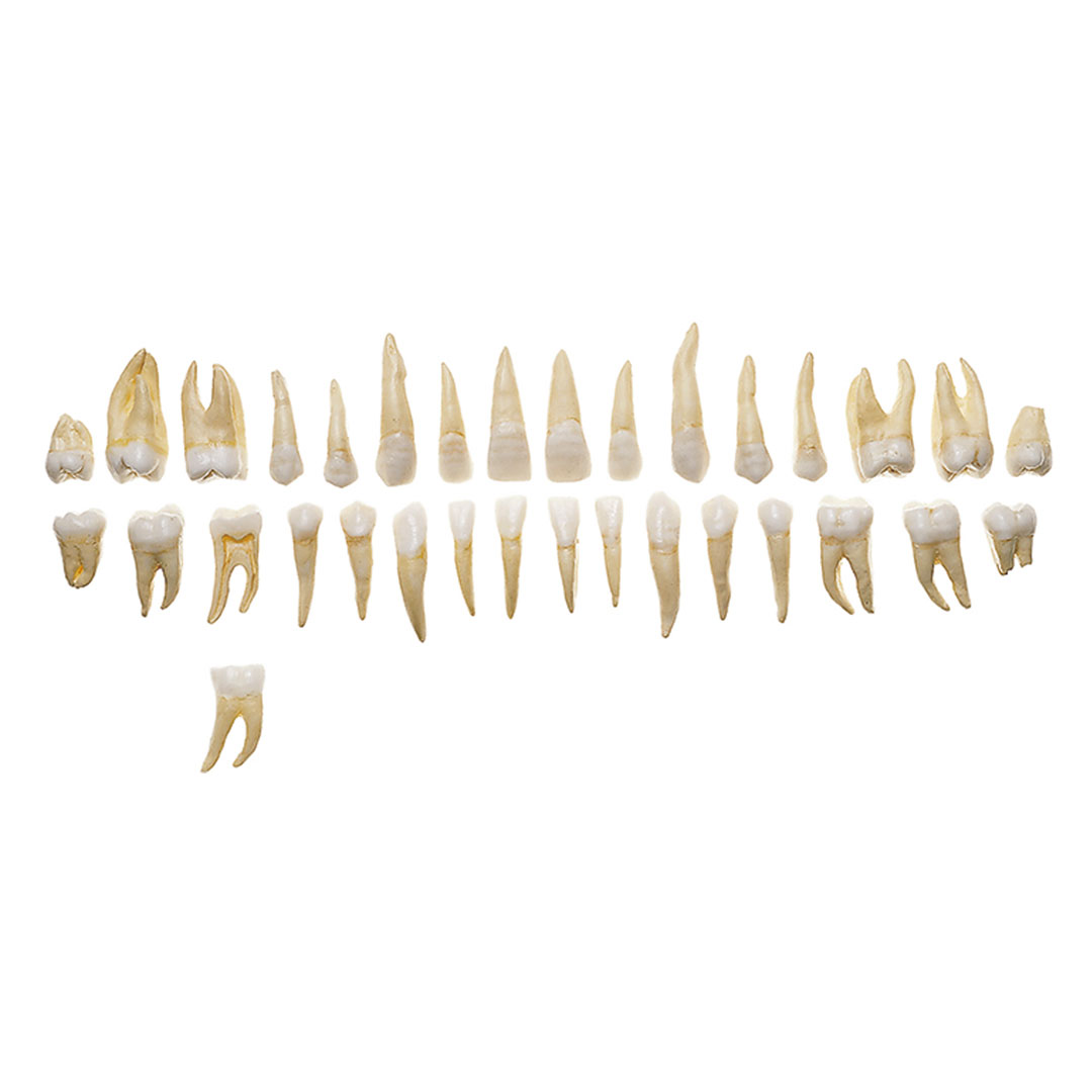 SOMSO® Erwachsenengebiss,32 Kunststoffzähne*