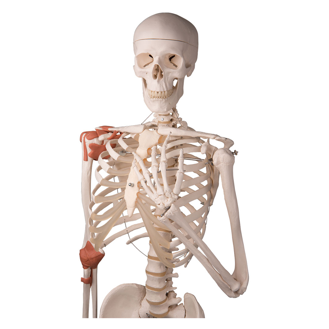 3B SCIENTIFIC Skelett Leo mit Gelenkbändern (A12) 3B SCIENTIFIC Skelett Leo mit Gelenkbändern (A12)
