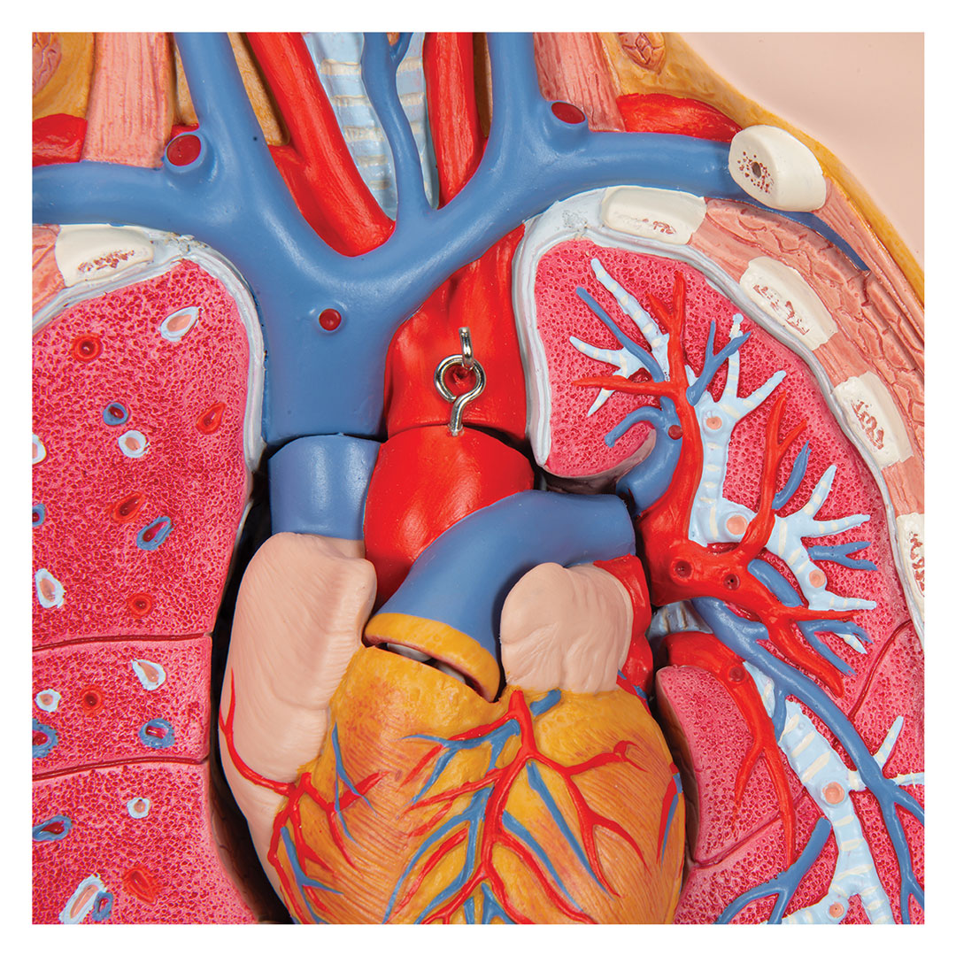 3B SCIENTIFIC Torso m.Kopf, 2-geschlechtlich, 28 T. (B35)