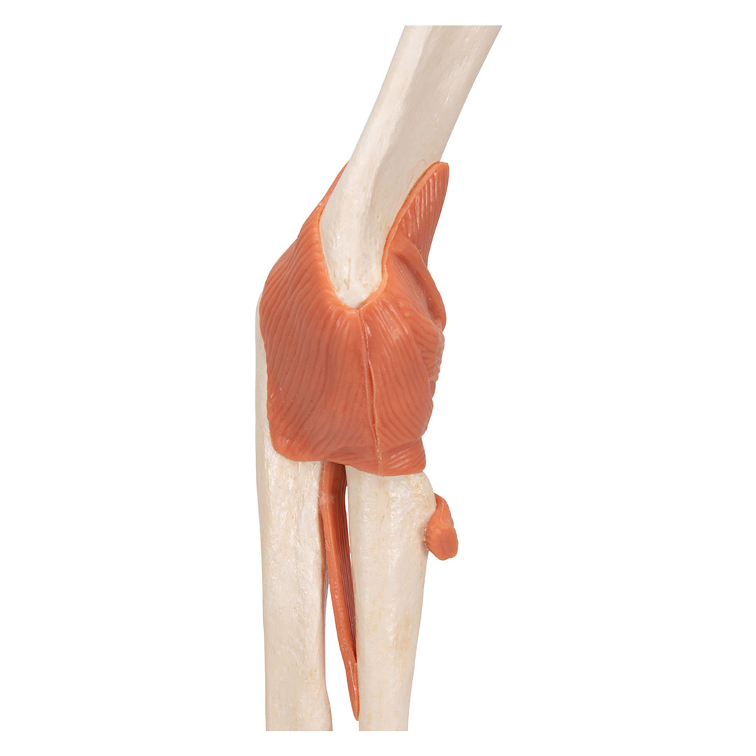 3B SCIENTIFIC Ellbogen, Funktionsmodell (A83/1)