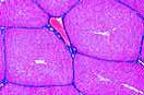 Mikropräparateserie: Histologie Verdauungssystem, 15 Präparate