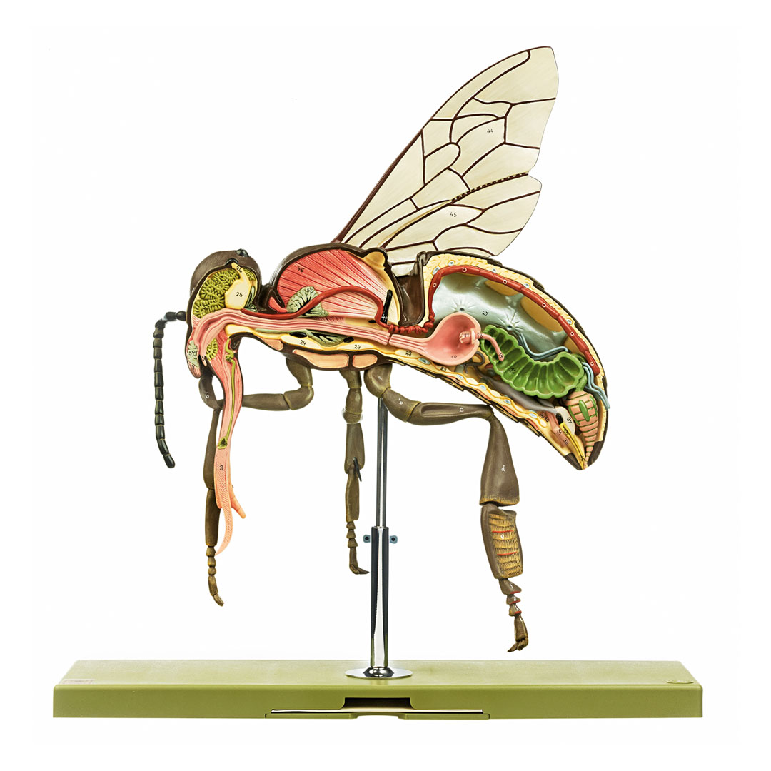 SOMSO® Arbeitsbiene, 3-teilig