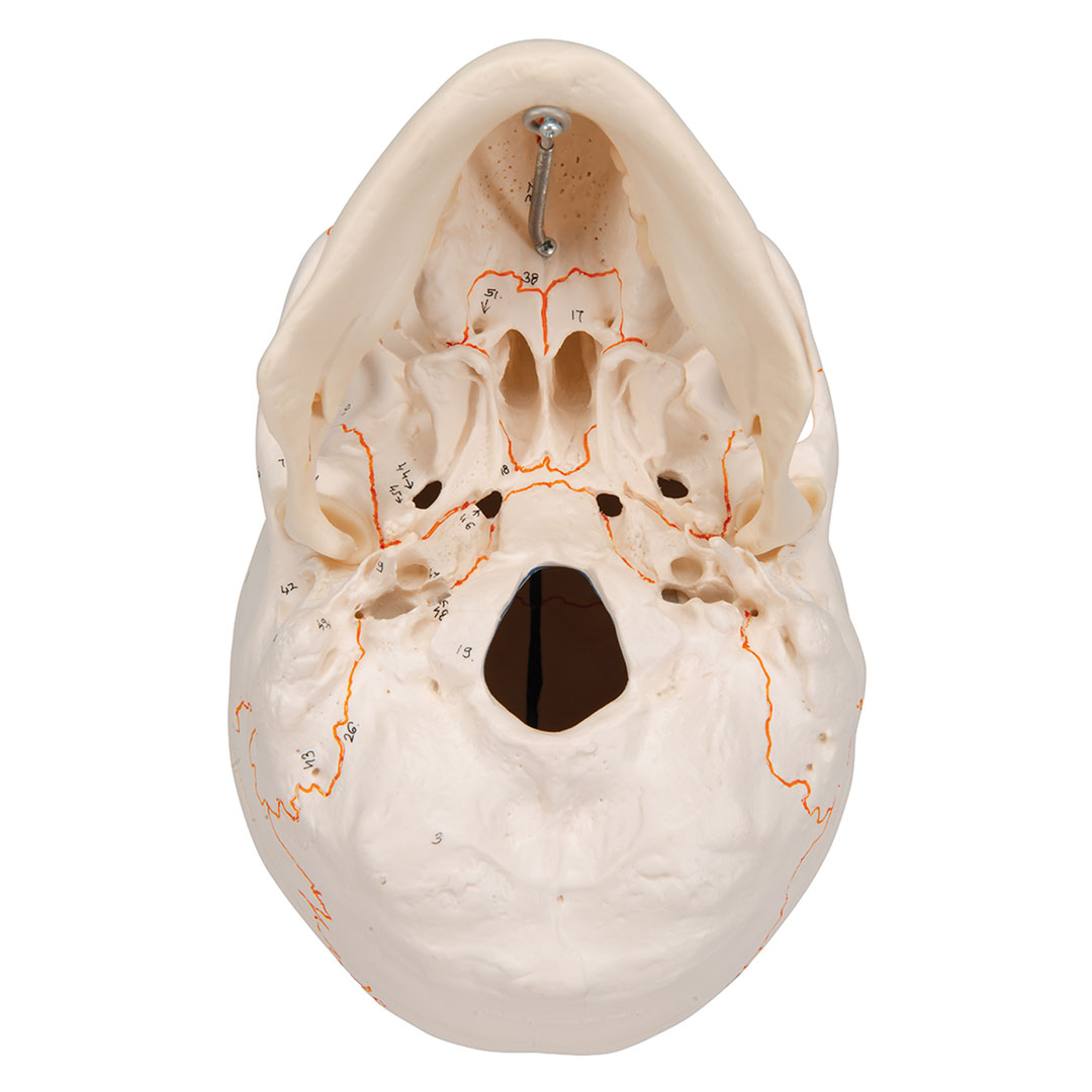 3B SCIENTIFIC Dentalschädel 3-tlg. (A22)