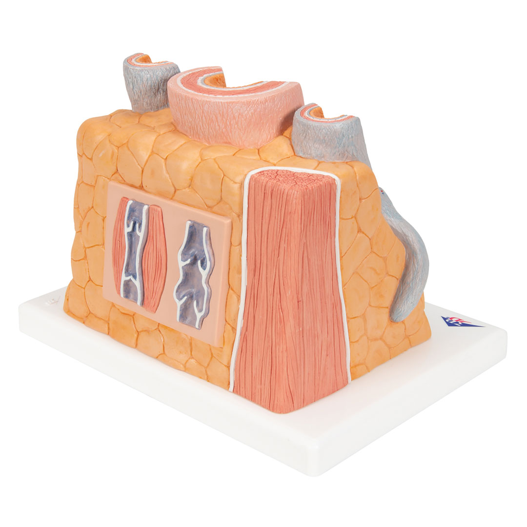 3B SCIENTIFIC Arterie und Vene (G42)