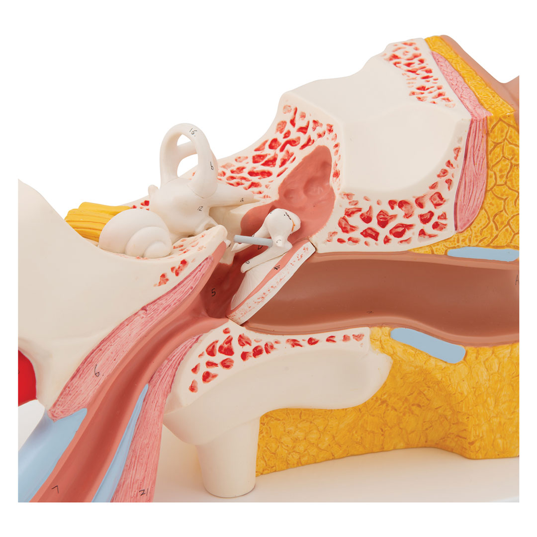 3B SCIENTIFIC Ohr, 4-tlg., Standardmodell (E10)
