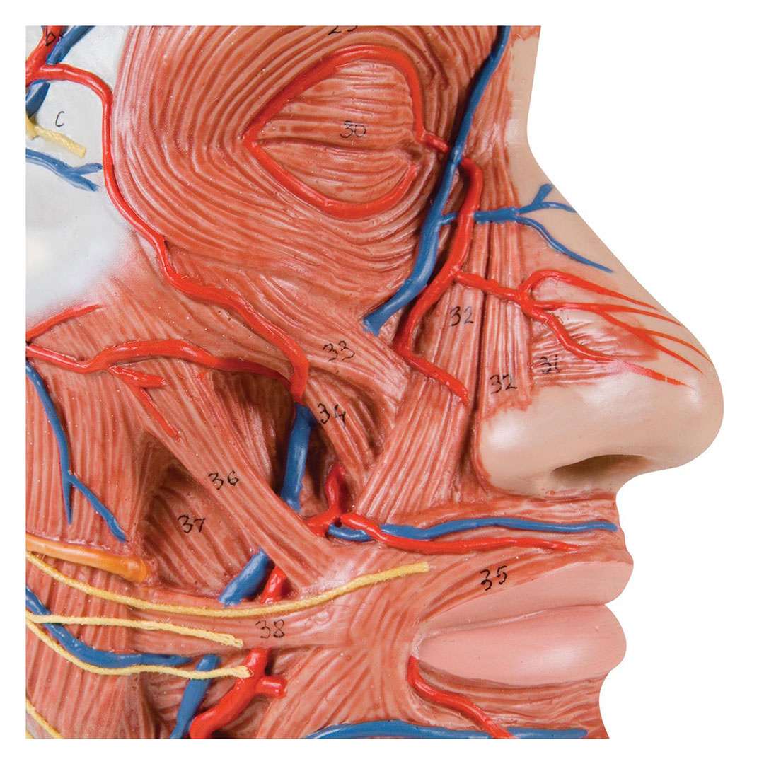 3B SCIENTIFIC Kopfhälfte mit Muskulatur (14)