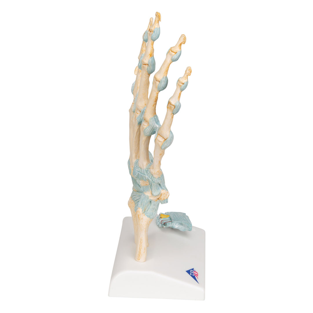 3B SCIENTIFIC Handskelett mit Bändern+Karpaltunnel (M33), 3-teilig 3B SCIENTIFIC Handskelett mit Bändern+Karpaltunnel (M33), 3-teilig