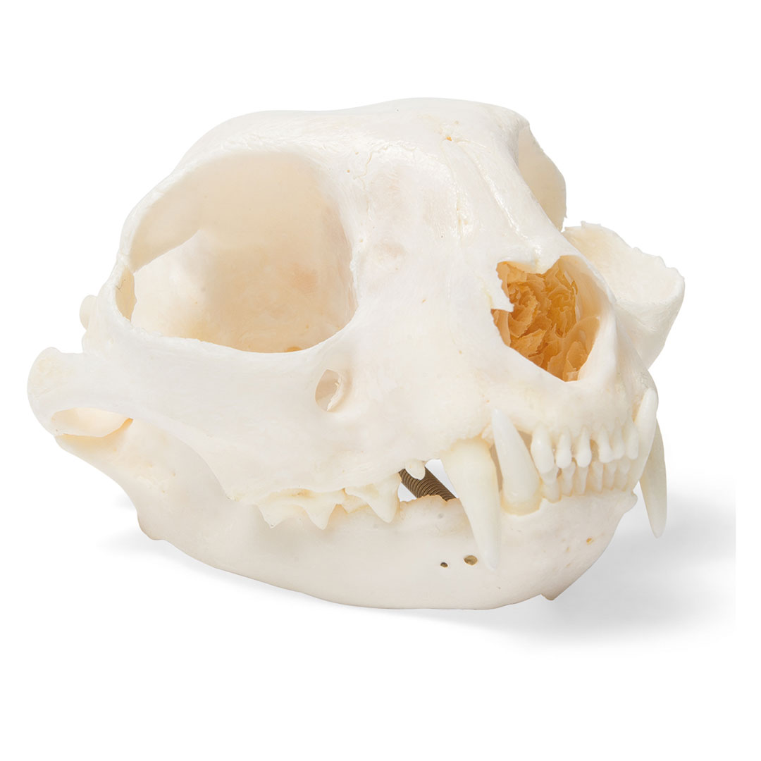 3B SCIENTIFIC Katze, Schädel-Skelett