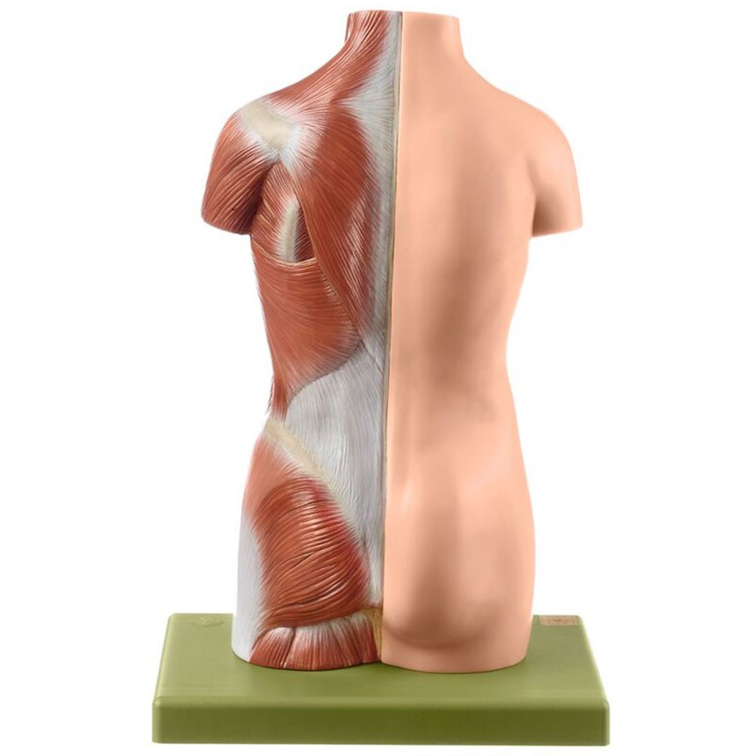 SOMSO® Jünglingskleintorso ohne Kopf