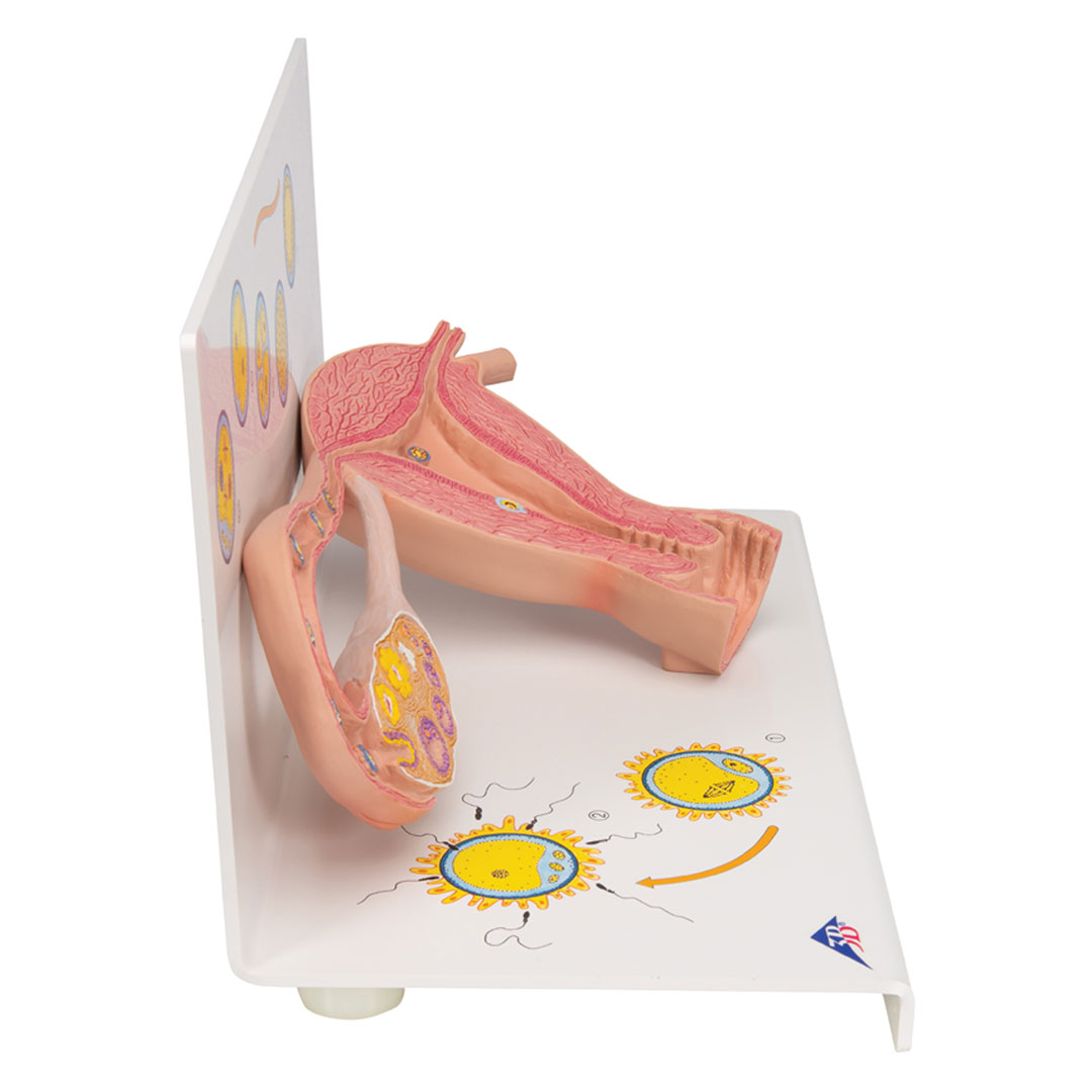 3B SCIENTIFIC Stadien Befruchtung+Keimesentwicklung (L01)