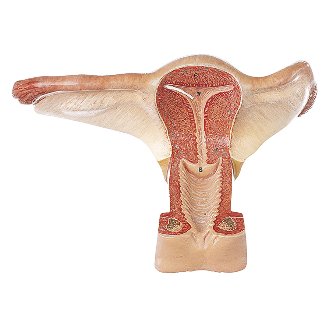 SOMSO® Weibliche Geschlechtsorgane