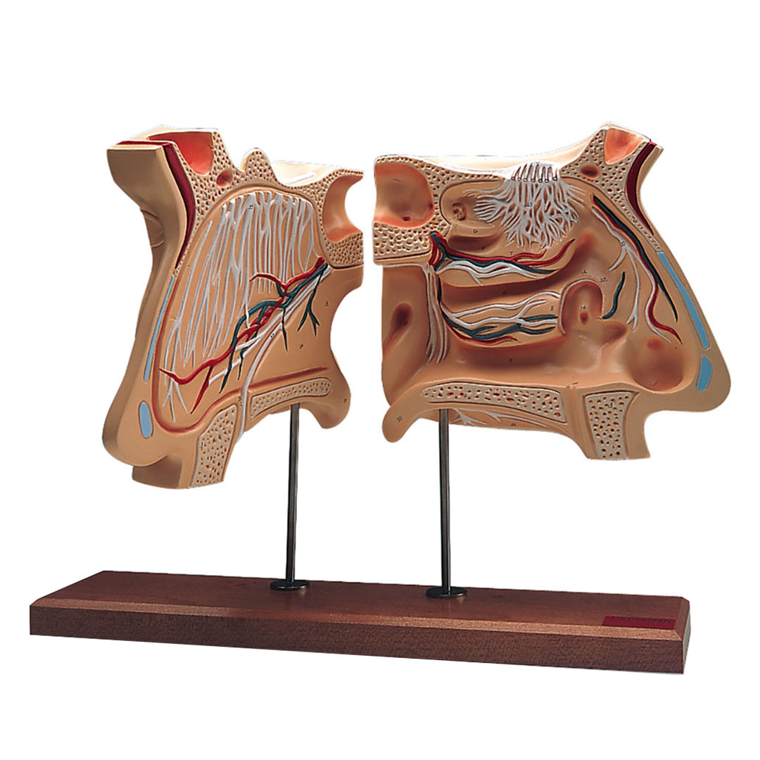 3B SCIENTIFIC Nase und Riechorgan, 4-fach (W42506)