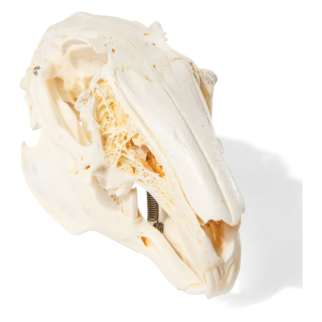 3B SCIENTIFIC Kaninchenschädel, Skelett
