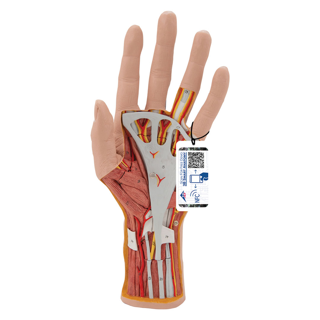 3B SCIENTIFIC Hand-Struktur-Mod., 3-tlg. (M18)