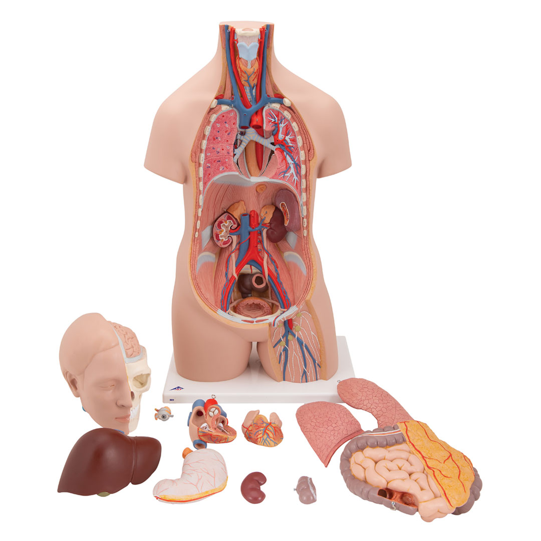 3B SCIENTIFIC Torso mit Kopf, 12-teilig, geschlechtslos (B09)