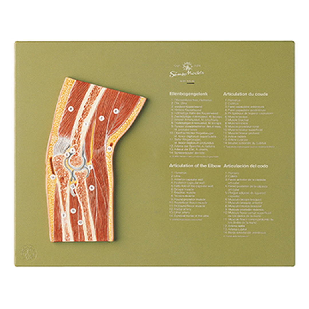 SOMSO® Gelenkschnitt Ellenbogen SOMSO® Gelenkschnitt Ellenbogen