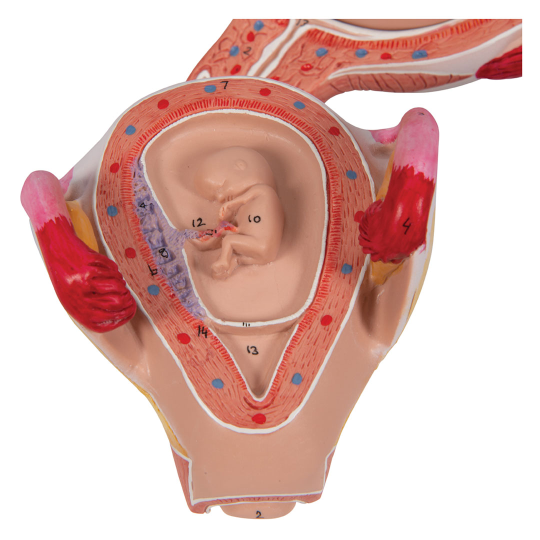 3B SCIENTIFIC Uterus mit Embryo, 2. Monat (L10/2)