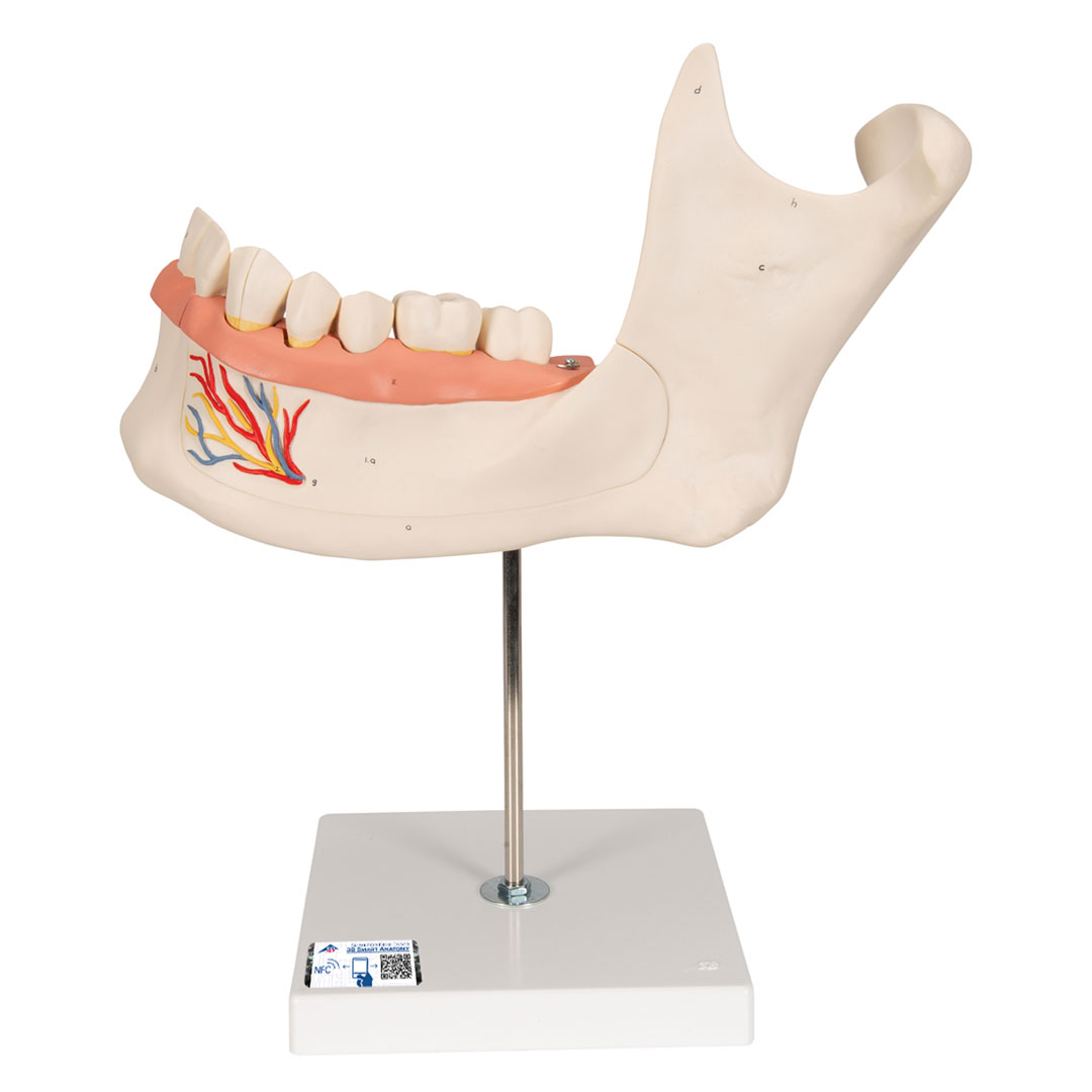 3B SCIENTIFIC Unterkiefer 6-tlg. (D25), 3-fach