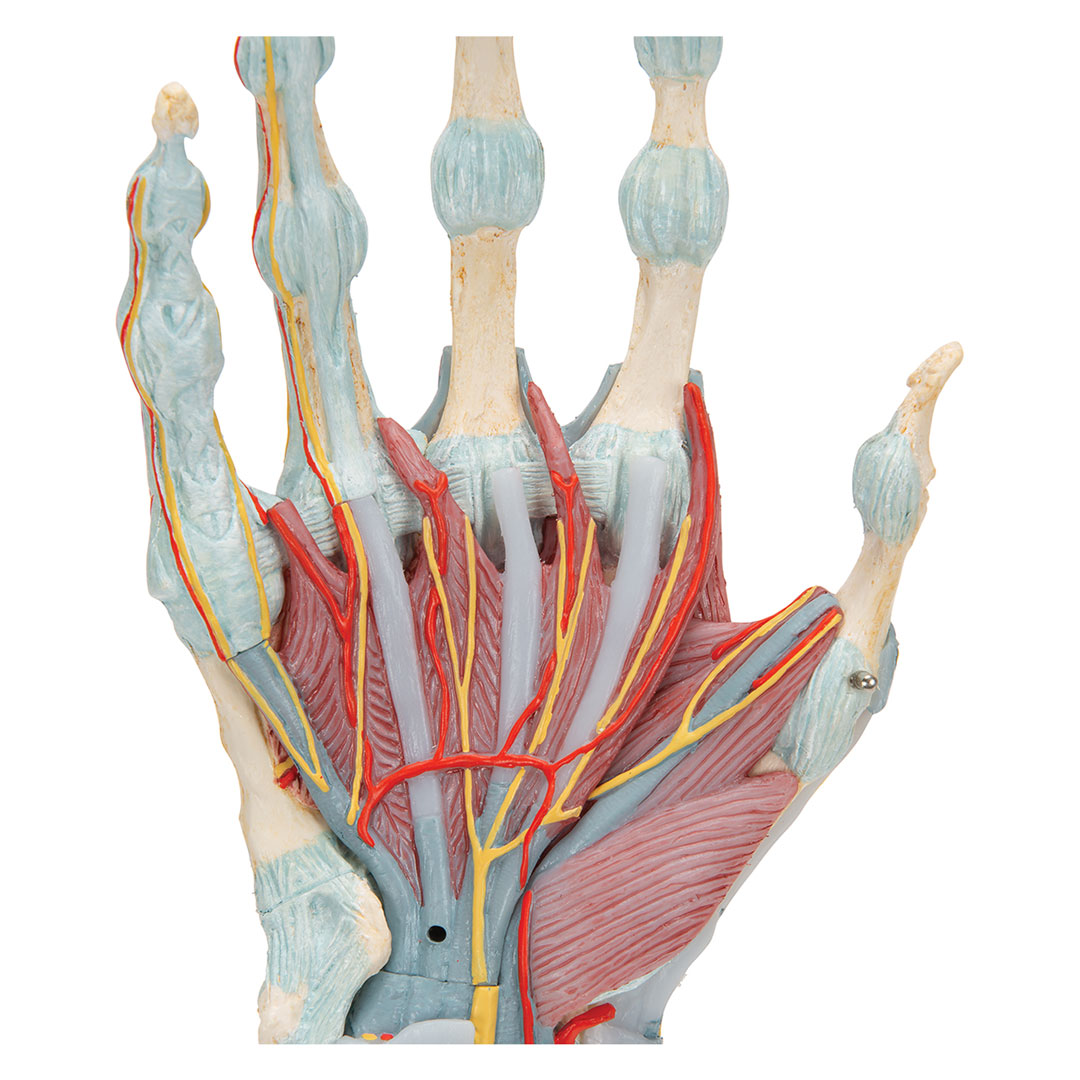 3B SCIENTIFIC Handskelett mit Bändern+Muskeln, 4-teilig 3B SCIENTIFIC Handskelett mit Bändern+Muskeln, 4-teilig