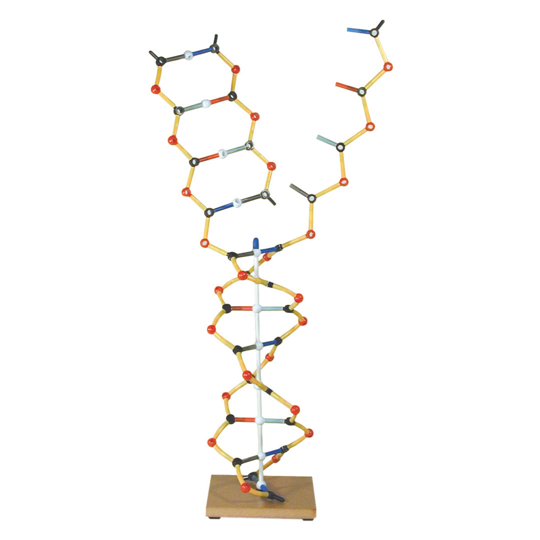 3B SCIENTIFIC DNA-Replikationsmodell, OrbitBausatz (W19801)