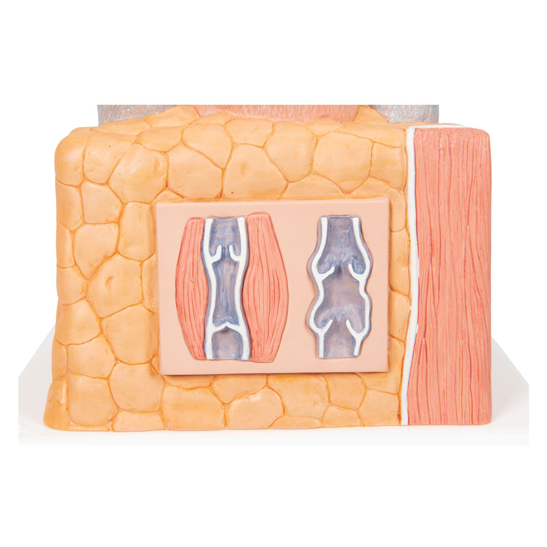 3B SCIENTIFIC Arterie und Vene (G42)