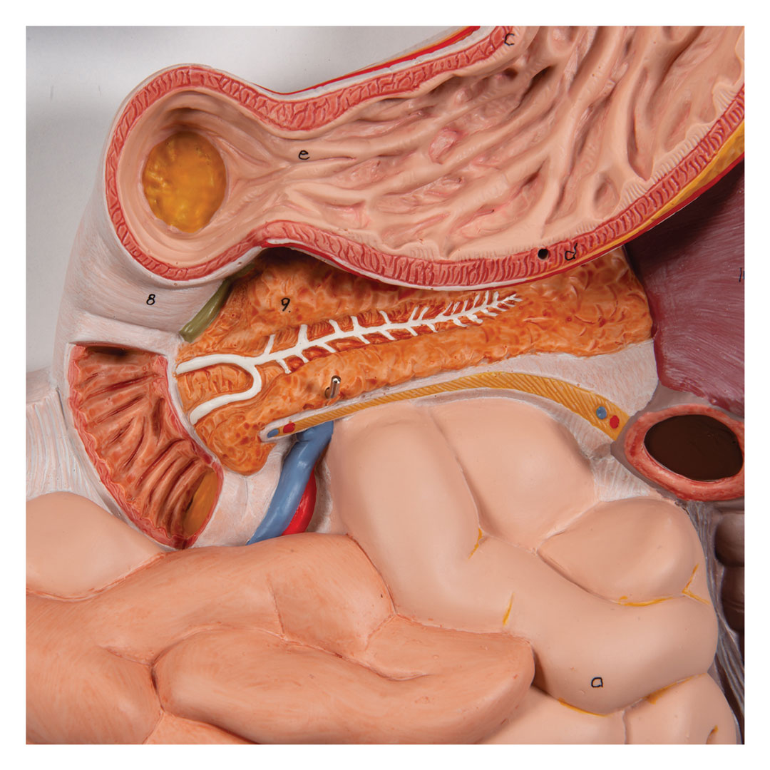 3B SCIENTIFIC Verdauungsapparat, 3-tlg. (K21)