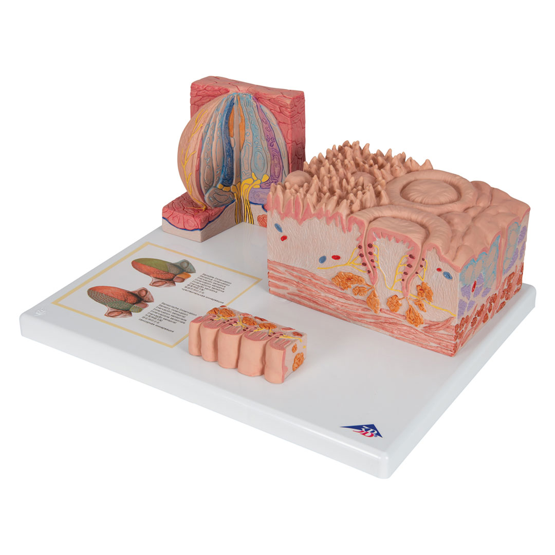 3B SCIENTIFIC MICROanatomy Zunge (D17)