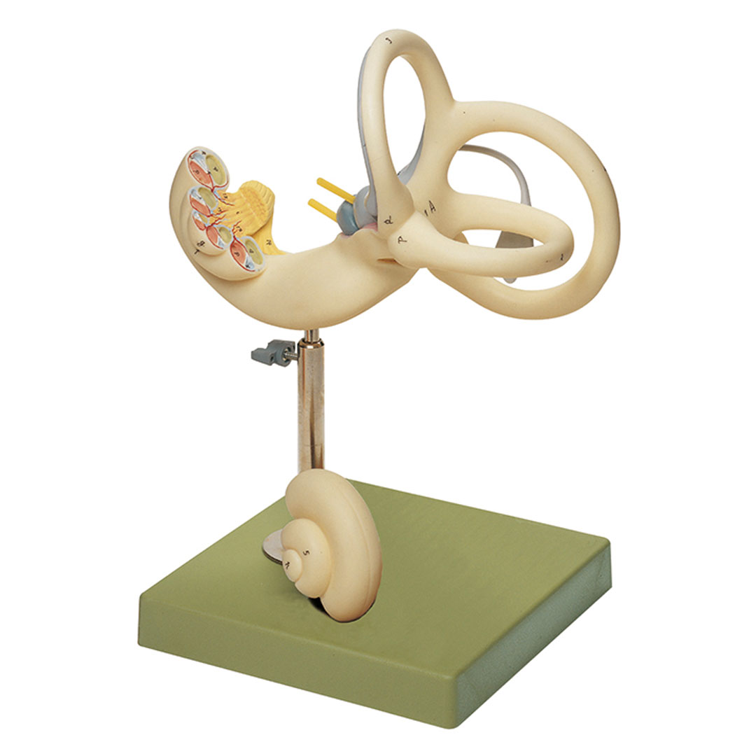 SOMSO® Labyrinth / Ohr ob. Bogengang+Vestibulum geöffnet