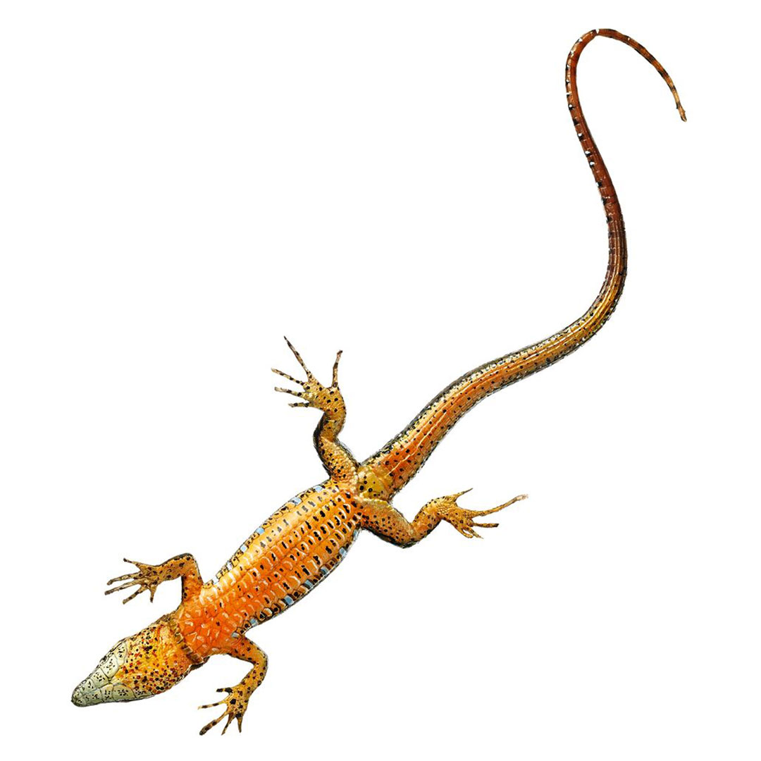 SOMSO® Mauereidechse, männlich