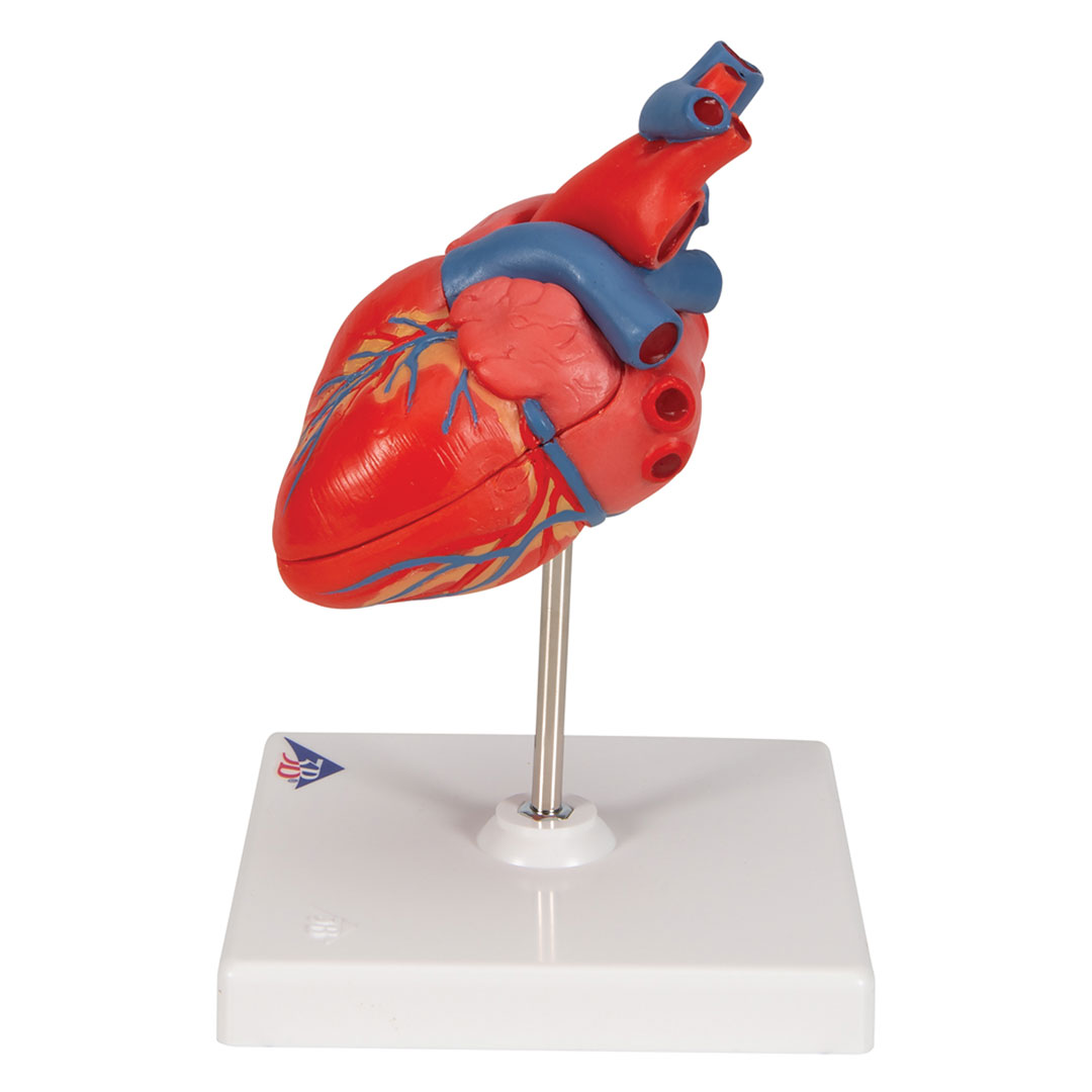 3B SCIENTIFIC Herz, 2-teilig, (G08)