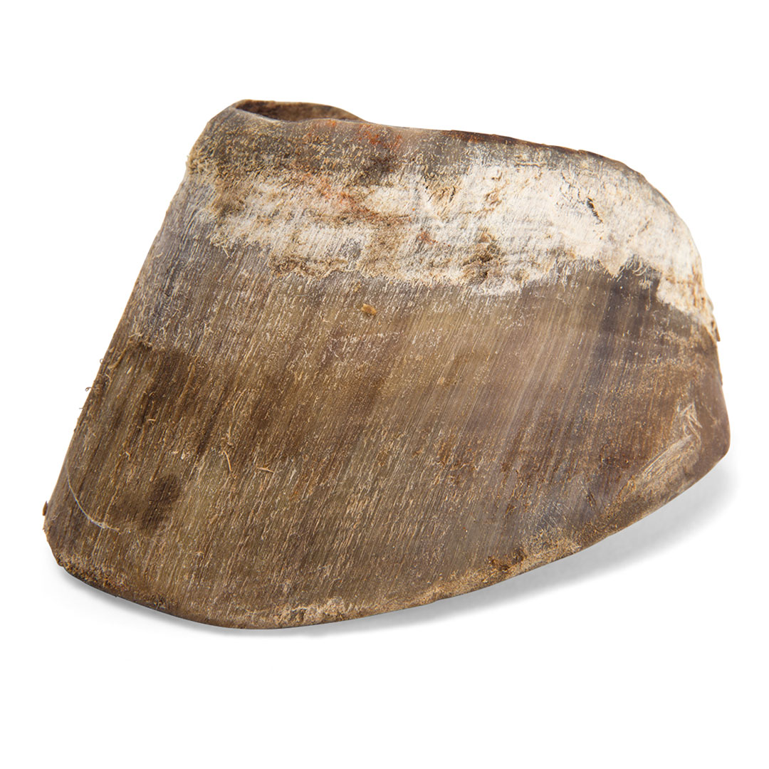 3B SCIENTIFIC Pferdefuss, Knochenpräparat (T30023)