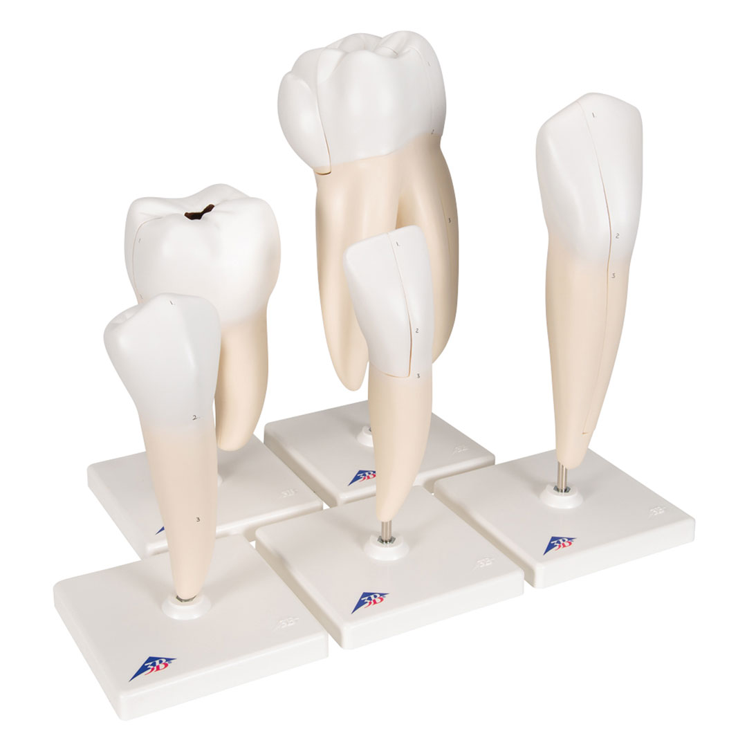 3B SCIENTIFIC Zahnmodellserie, 5 Modelle