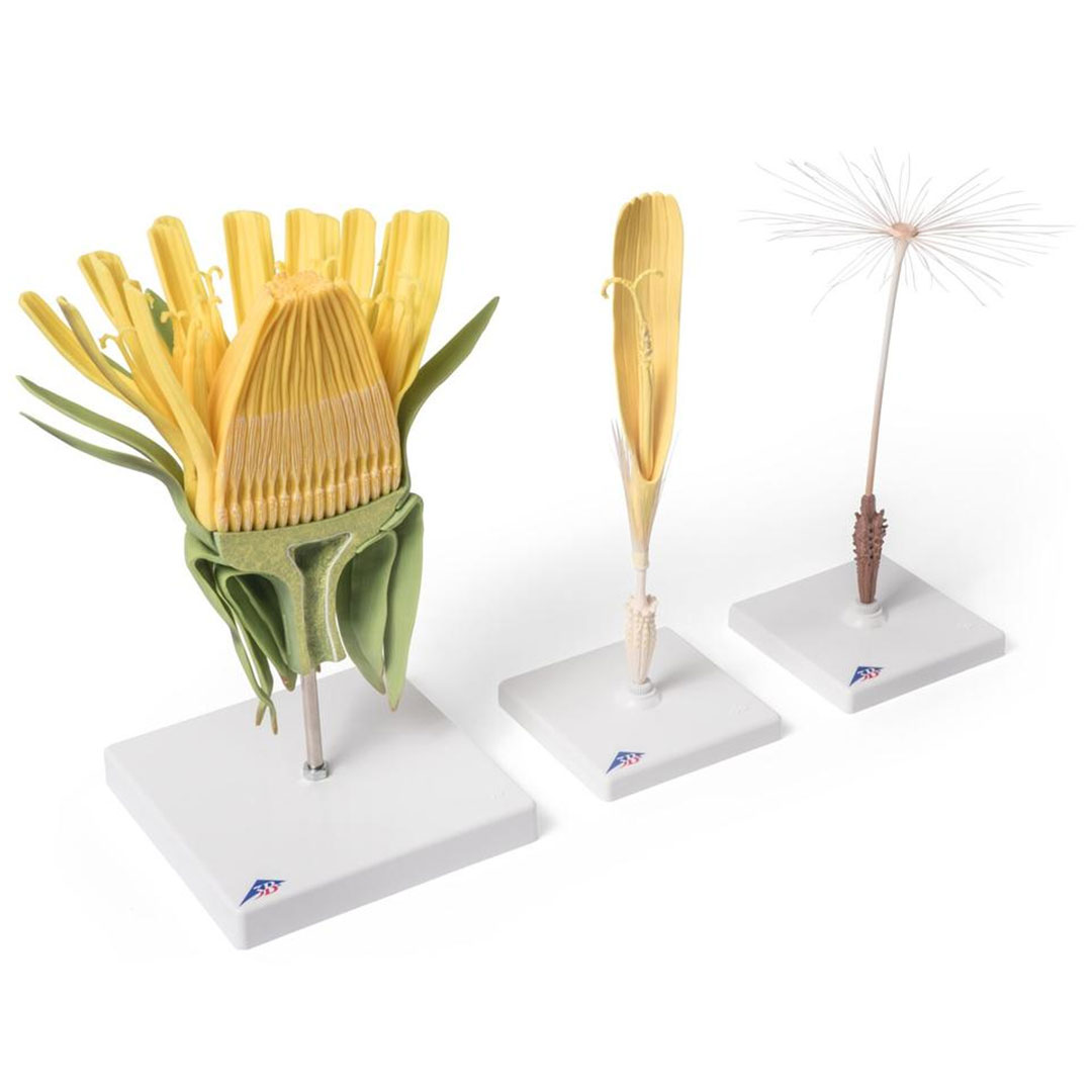 3B SCIENTIFIC Löwenzahnblüte (Taraxum officinale), Modell