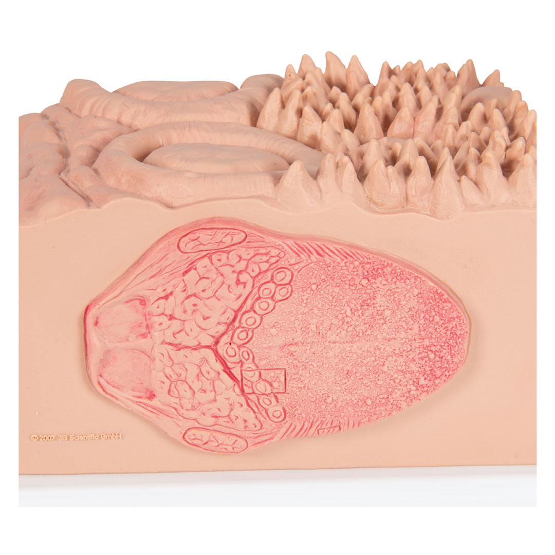 3B SCIENTIFIC MICROanatomy Zunge (D17)