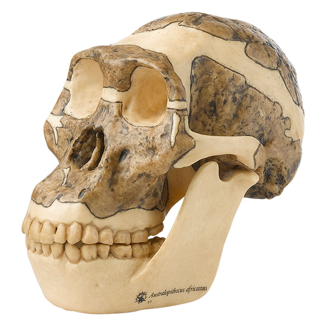 SOMSO® Schädelrekonstruktion vom Australopithecus Africanus