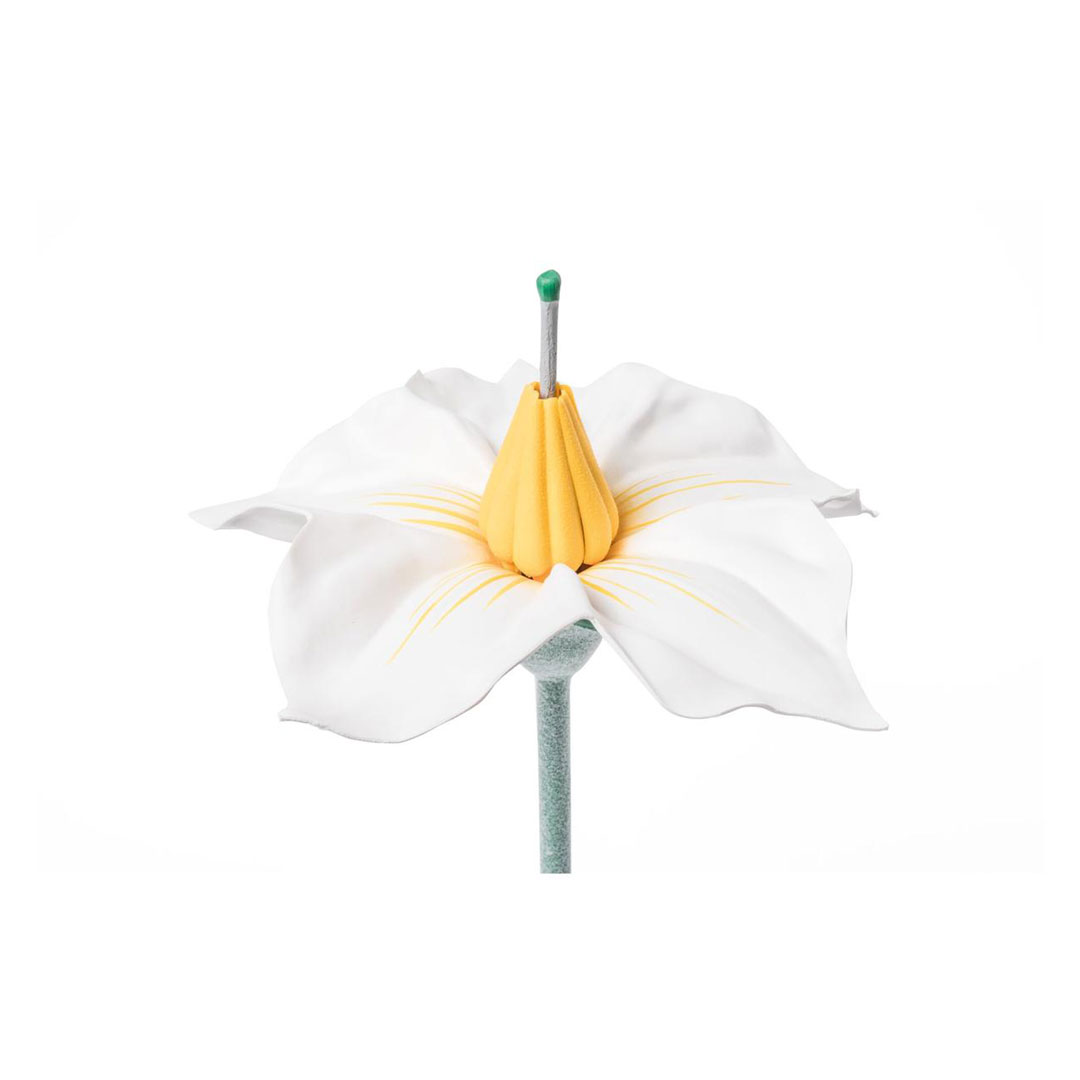 3B SCIENTIFIC Kartoffelblüte (T21014)