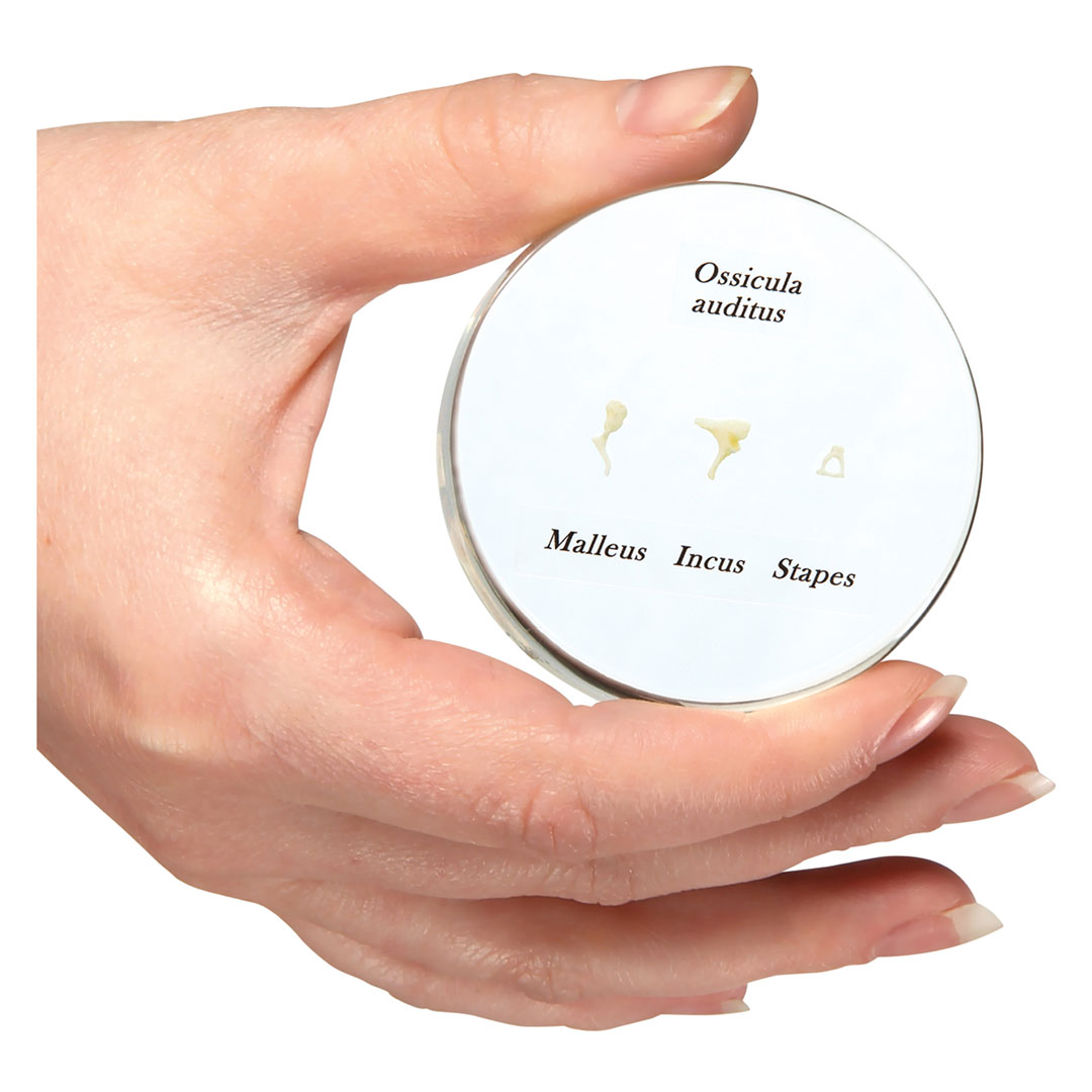 3B SCIENTIFIC Gehörknöchelchen. Einschluss (E13)