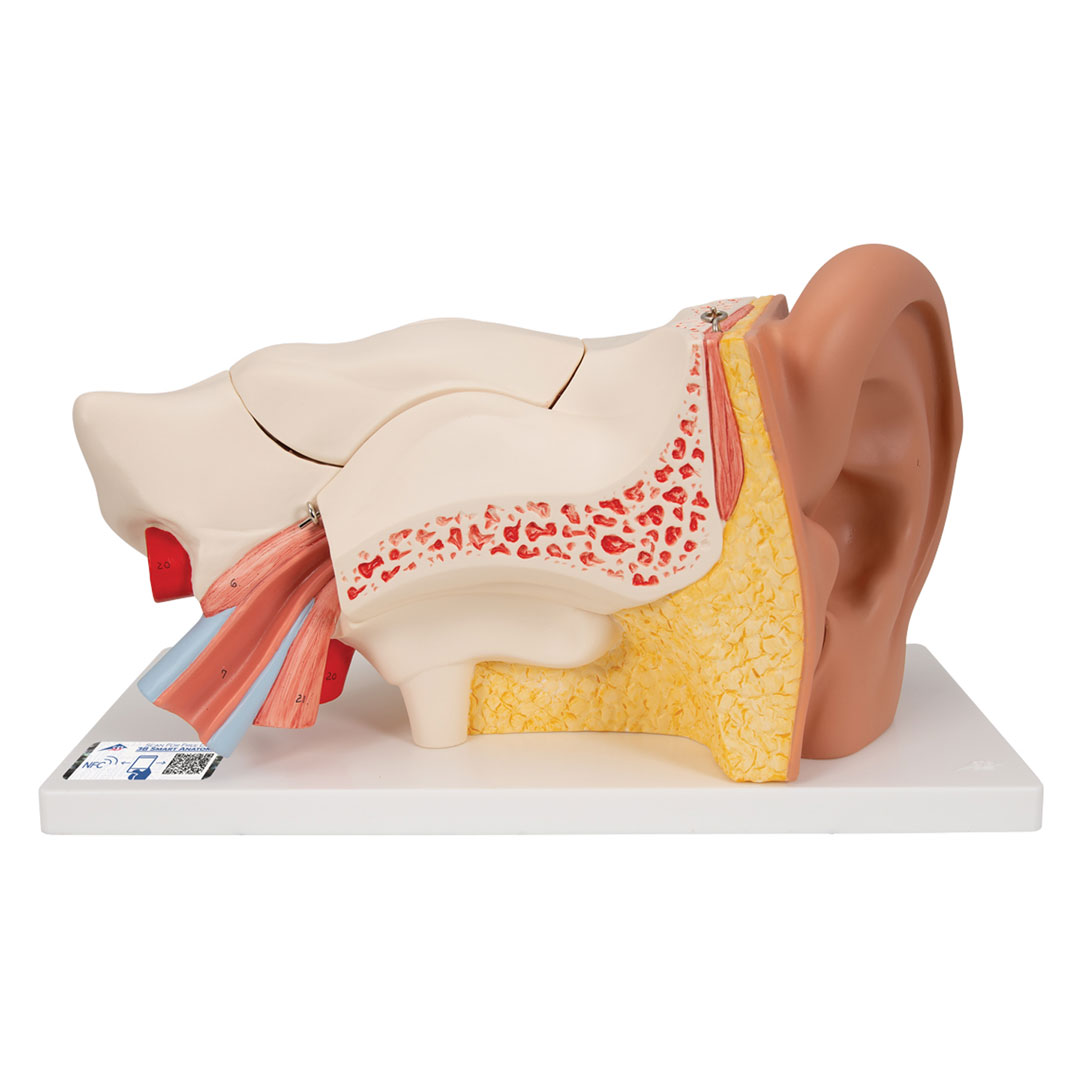 3B SCIENTIFIC Gehörorgan, 3-fach, 6-tlg. (E11)