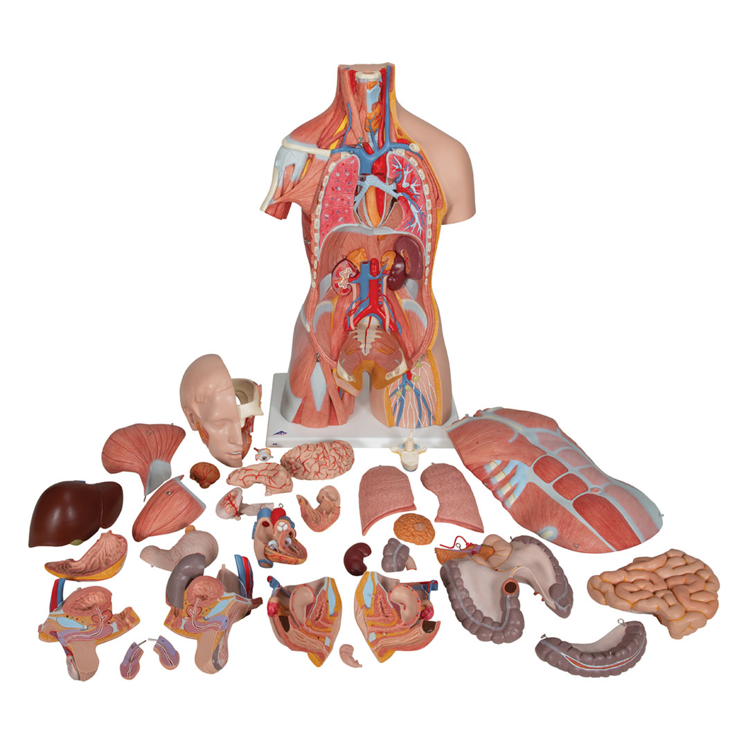 3B SCIENTIFIC Torso m.Kopf, Super-Muskel-Torso, 30 T. (B40)