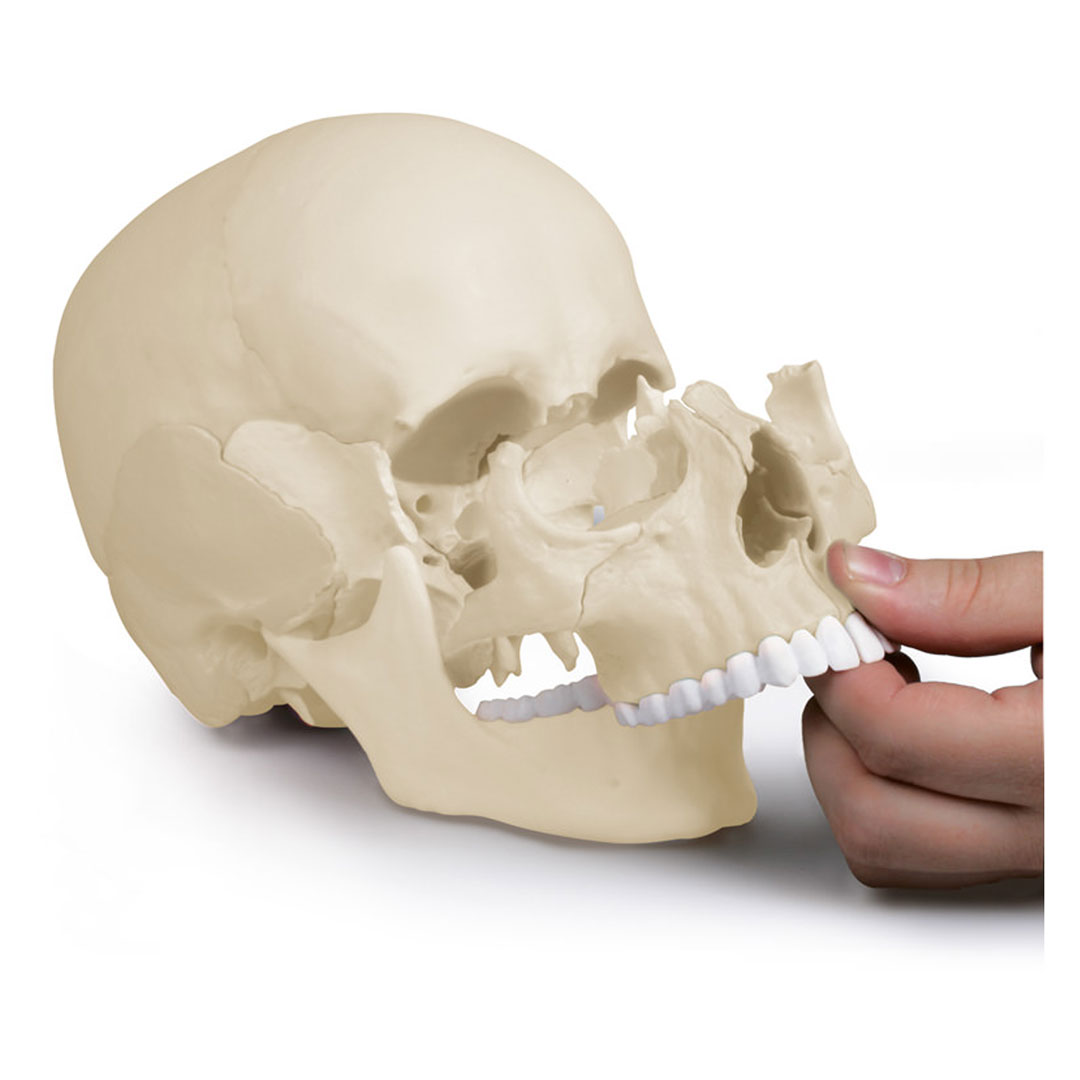 ERLER ZIMMER Osteopathie-Schädelmodell, 22-teilig, anatomische Ausführung - EZ Augmented Anatomy
