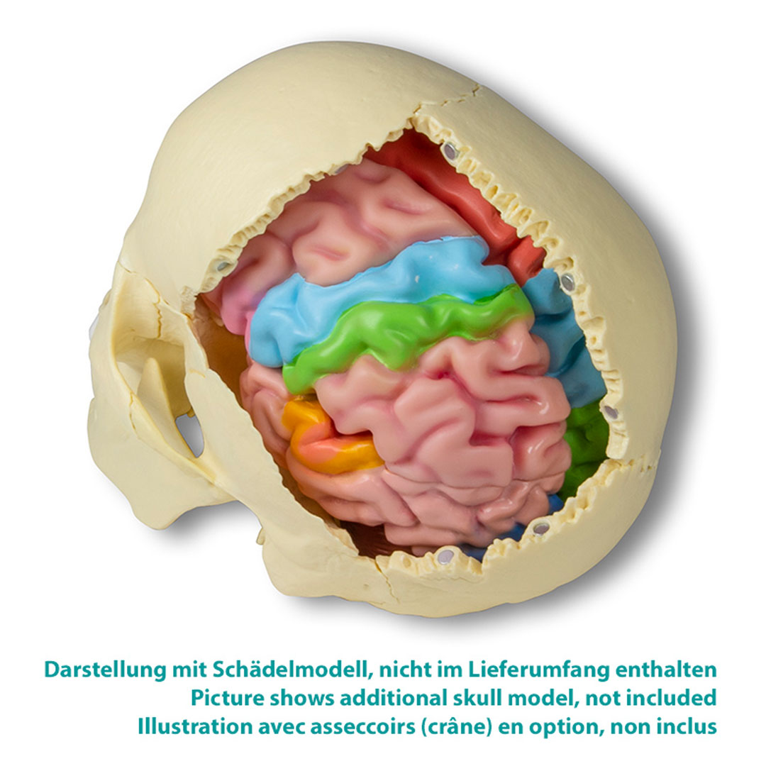 ERLER ZIMMER Gehirnmodell funktionell/regional, lebensgroß, 5-teilig - EZ Augmented Anatomy